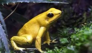 经过科学家们的探索，外表美丽却有毒的是哪十大动物？