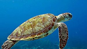 在自然界的生物中，海龟有着哪些特征与特殊本领？
