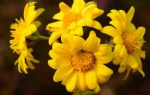 野菊花长什么样子？都有哪些形态特征呢？