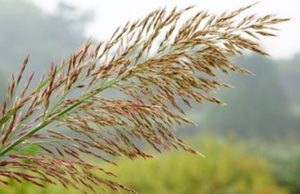 芦竹长什么样子？都有哪些形态特征呢？