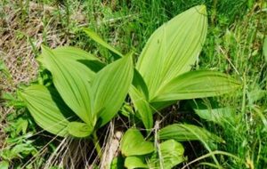 藜芦长什么样子？都有哪些形态特征呢？