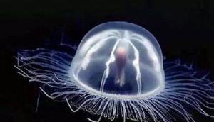 经过科学家们的探索，你们知道世界哪些动物寿命最长吗？