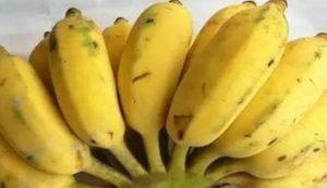 经过科学家们的探索，芭蕉和香蕉究竟有着哪些区别？