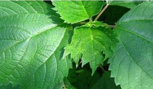 经过科学家们的探索，苎麻叶是一种有怎样功效的植物？