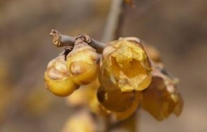 蜡梅长什么样子？都有哪些形态特征呢？