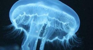 水母作为海洋中最常见的一种生物，水母可以离开水吗？