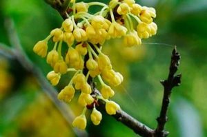 桂花的生长习性是什么？有哪些药用价值？