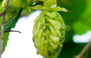酵母花属于什么品种？又有哪些生长的习性呢？