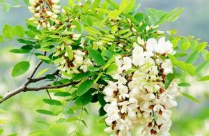 槐花属于什么品种？又有哪些生长的习性呢？