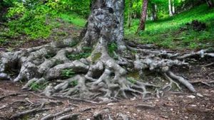 经过科学家们的探索，你们知道植物有哪些奇特之处吗？