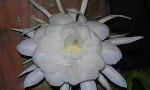 在自然界的生物中，你们知道有哪些花只在夜晚开放吗？