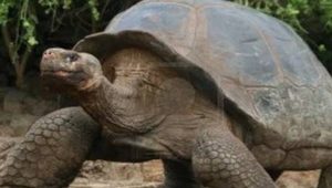 经过科学家们的探索，世界上速度最慢的动物有哪些？