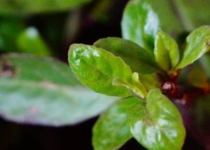 白子菜长什么样子？都有哪些形态特征呢？