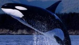 经过科学家们的探索，一望无际的海洋中有哪些恐怖生物？