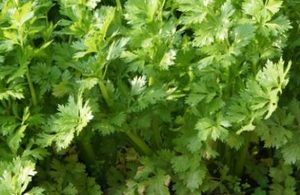 香芹长什么样子？都有哪些形态特征呢？