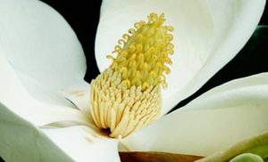 荷花玉兰长什么样子？都有哪些形态特征呢？