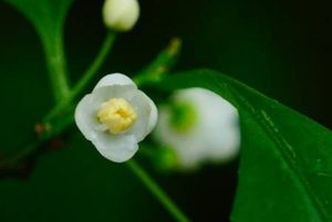 秤星树长什么样子？都有哪些形态特征呢？