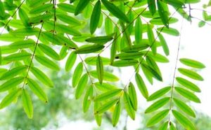 铁刀木长什么样子？都有哪些形态特征呢？