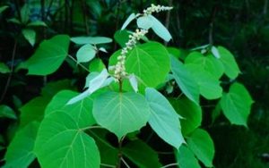 白背叶长什么样子？都有哪些形态特征呢？