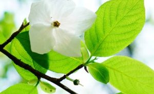 陀螺果长什么样子？都有哪些形态特征呢？
