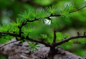 黄花落叶松属于什么品种？又有哪些生长的习性呢？
