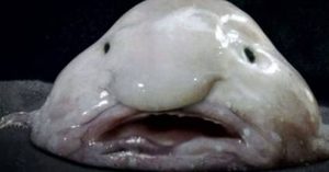 在自然界的生物中，水滴鱼有怎样的生活习性与特征？