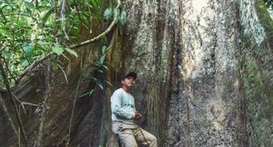 经过科学家们的探索，吸血树真的会吸食人的血液吗？