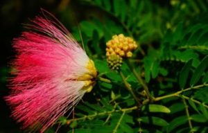 合欢属于什么品种？又有哪些生长的习性呢？