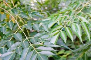 楝树长什么样子？都有哪些形态特征呢？