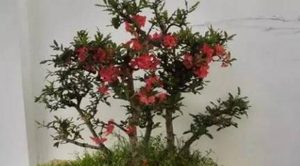 海棠花该如何养殖？需要放到光照充足的地方来养