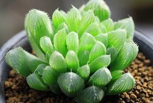 多肉玉露有哪些形态特征？需要如何养护呢？