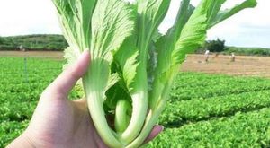 芥菜本身带有着浓重苦味，那这种苦味对人体有危害吗？