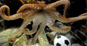 经过科学家们的探索，章鱼对疼痛有怎样的感觉和反应？