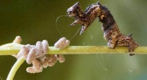 经过科学家们的探索，僵尸毛虫究竟是一种怎样的生物？