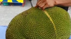 无花果可以和菠萝蜜一起吃吗？可以，并不会造成不良反应