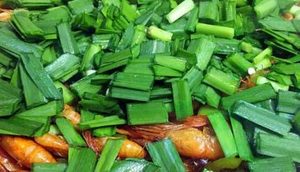 韭菜是一种什么类别的蔬菜？它有哪些不同的品种？