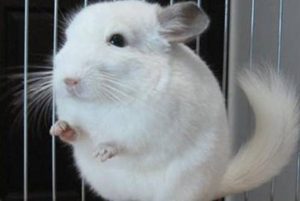 纯白色龙猫有哪些形态特征？喂食的时候需要注意什么？