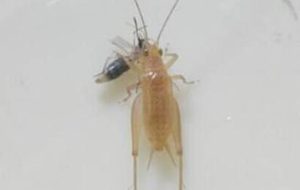 黄蛉的形态特征有哪些？需要如何饲养呢？