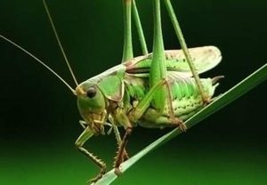 蝈蝈的形态特征有哪些？需要如何饲养呢？