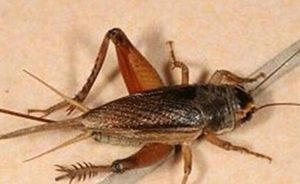 蟋蟀的形态特征有哪些？需要如何饲养呢？