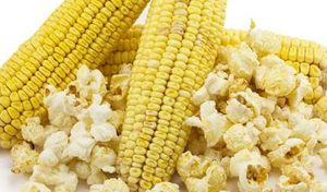 爆米花的玉米可以是普通玉米吗？可以，不过要将玉米晒干