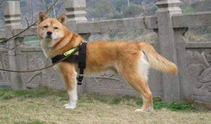 中华田园犬有哪些缺点？这些缺点对养它的人来说重要吗？