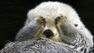 鳄鱼为什么打不过水獭？而私人又是否可以饲养水獭？