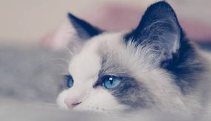布偶猫什么时候开始爆毛？一般情况下会在4个月的时候