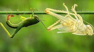 昆虫为什么要蜕皮？是所有的昆虫都有蜕皮现象吗？