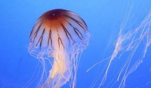 海蜇为什么会螫人？人们下海游泳让它们感觉受到了侵犯