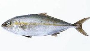 油鱼可以吃吗？很多国家直接禁止销售或者不建议食用