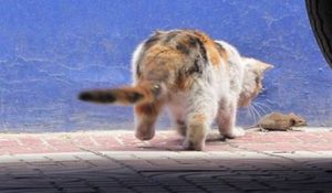 猫为什么是老鼠的天敌？它需要老鼠体内的牛磺酸