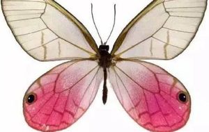 玫瑰水晶眼蝶为何不容易被发现？因为它的翅膀是透明的