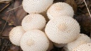 烹饪马勃菌的做法有哪些？最常见的就是爆炒和炖汤